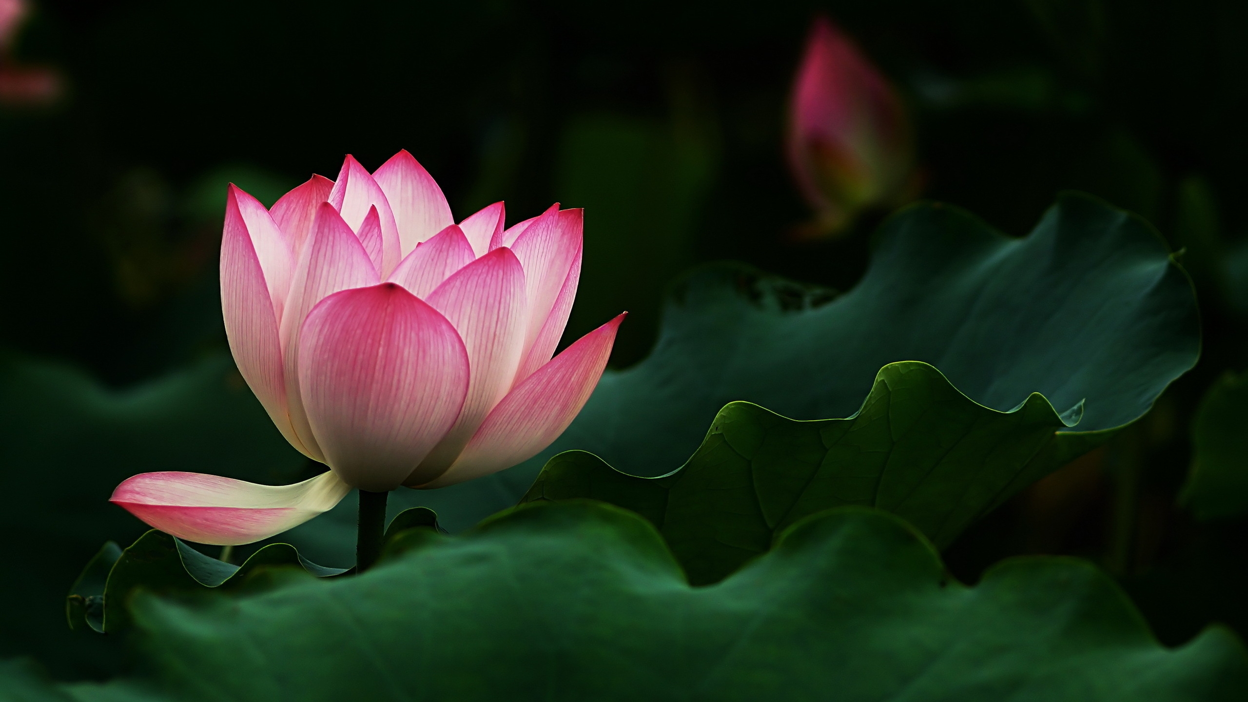 A beautiful lotus