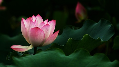 beautiful-lotus-flower-2560x1440-wallpaper-154836633d.jpg