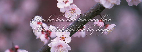 Peach Blossom in full bloom free HD widescreen wallpapers 4 1600