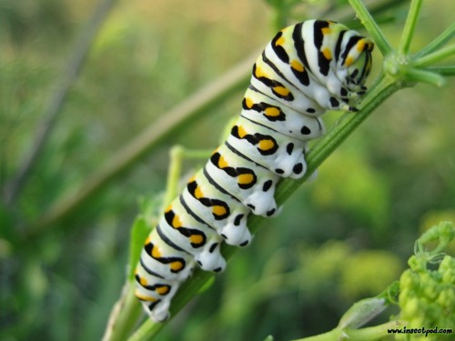 swallowtail_caterpillar_bigdc296.jpg
