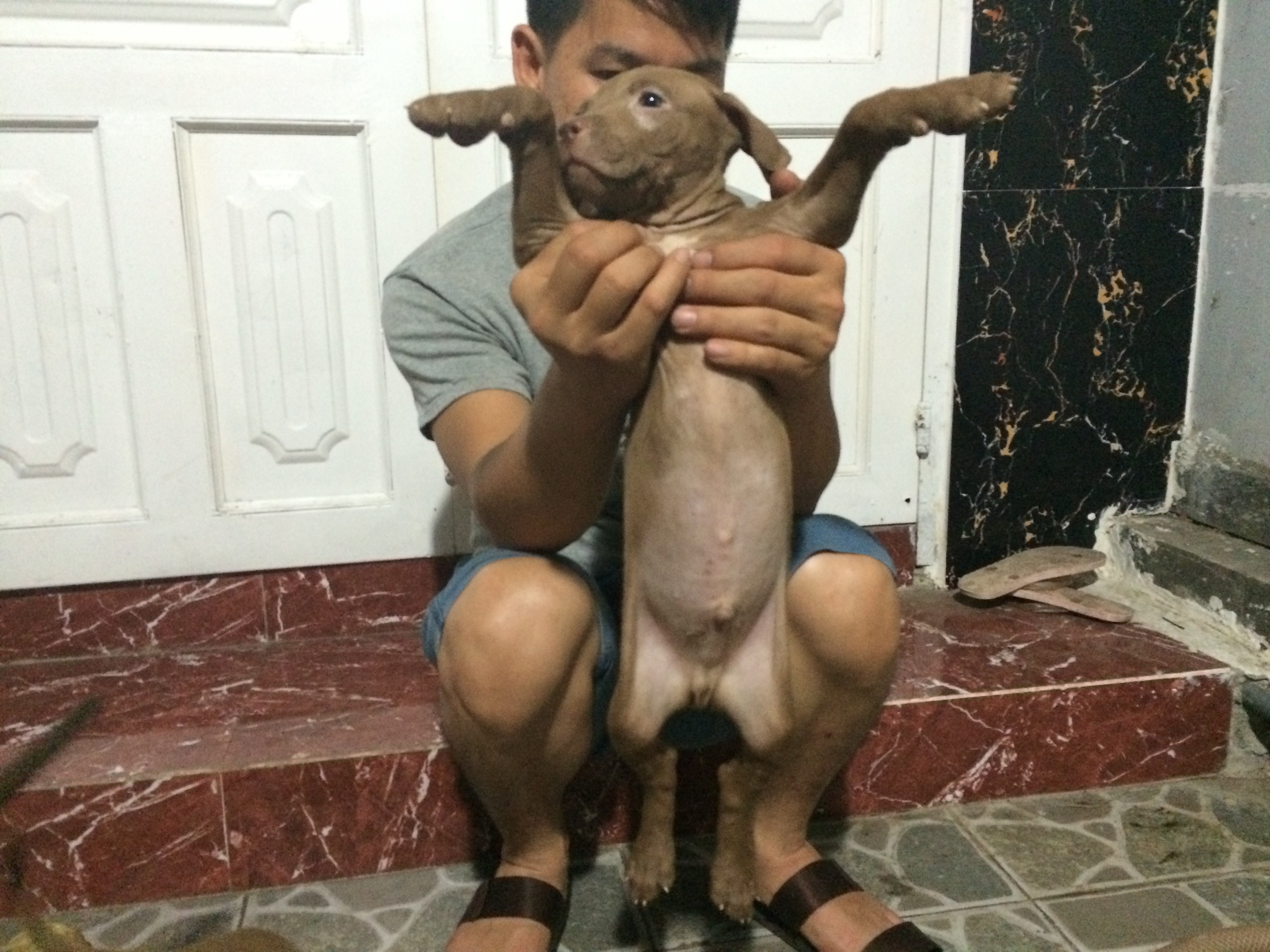 [HCM] Chuyên bán chó Pitpull Con Thuần Chủng - Đẹp - Gía tốt nhất Saigon - 5
